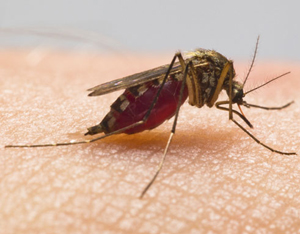 dengue 1